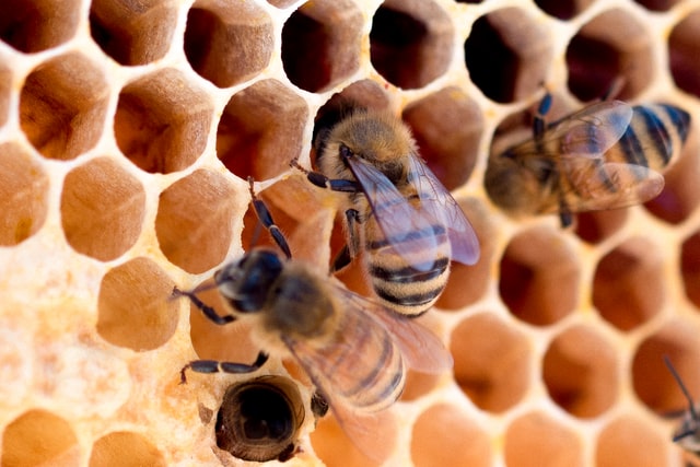 Backyard Beekeeping 101: All You Need to Know